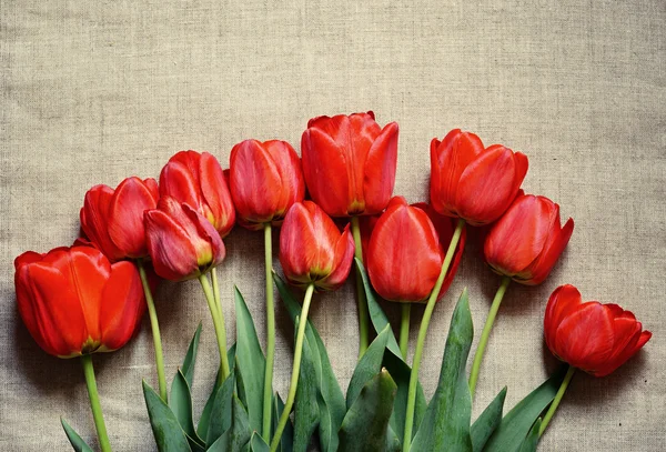 Tulipa flores sobre tela — Fotografia de Stock